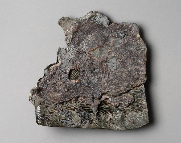 A.6305.1-02.jpg